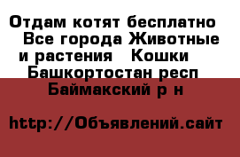 Отдам котят бесплатно  - Все города Животные и растения » Кошки   . Башкортостан респ.,Баймакский р-н